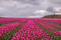Purple Tulipfield