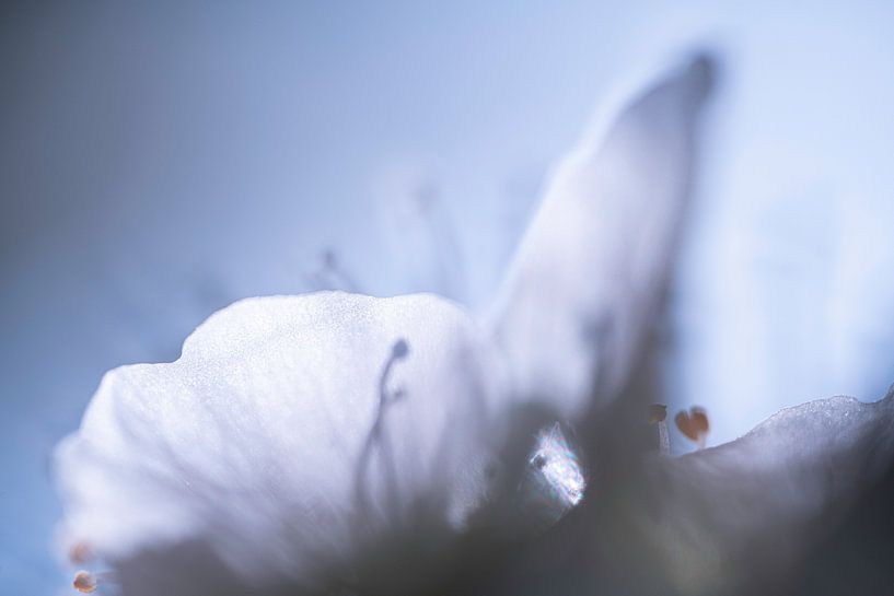 Blossom Petals Spring Details par Nanda Bussers