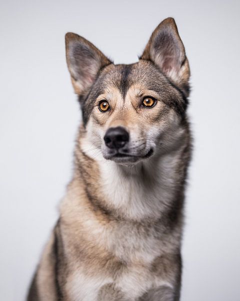 Minimalistisches Lichtporträt eines Wolfshundes von Lotte van Alderen