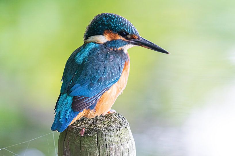le martin-pêcheur avec ses belles couleurs par Merijn Loch