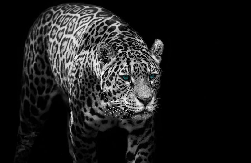 Jaguar par Design Wall Arts