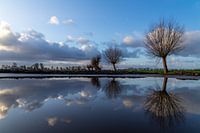 Pollard willow on the water