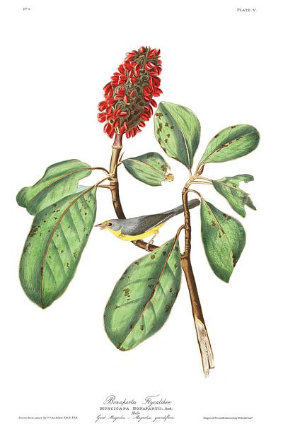 Kanadawaldsänger von Birds of America