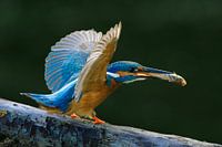 Kingfisher