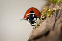 Close-up of a ladybird.