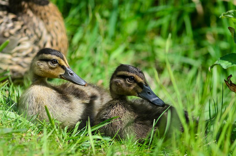Jonge eendjes in het gras von Tim Wong