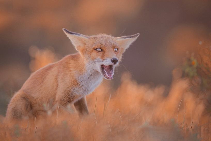 Le visage drôle par Larissa Rand