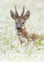 Un chevreuil parmi les fleurs