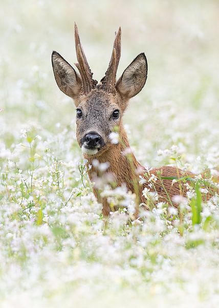 A deer between the flowers by Dick van Duijn