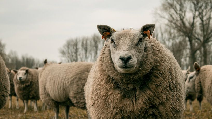 Regardez-moi par Amber Peeters