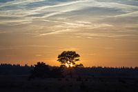 Landscape with setting sun behind oak tree