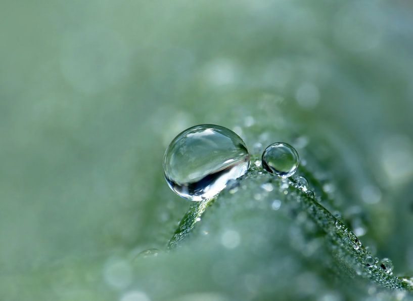 Fresh (Drop on green leaves) by Caroline Lichthart
