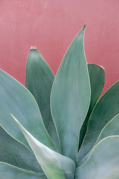 Botanique Grande Canarie | Vert et rose corail | Tirage photo Îles Canaries photographie de voyage par HelloHappylife