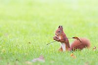 Eichhörnchen mit Fahne