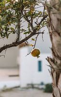 Granatapfel-Stillleben - Griechische Reisefotografie