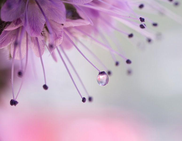 Perfekter Tropfen von Inge Groters