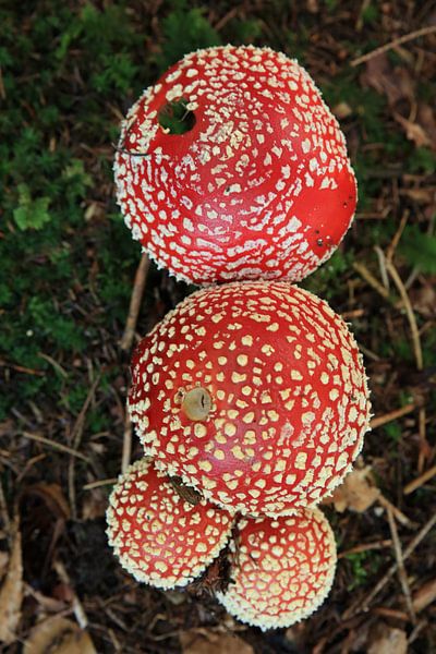 Amanite tue-mouches (Amanita muscaria), également appelée Amanite rouge Germany par Frank Fichtmüller