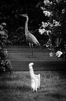 poes jaagt op reiger