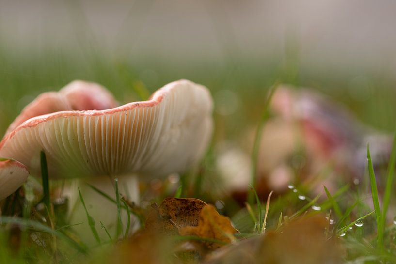 Last man standing by Be-eR fotografeert