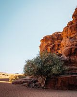 Grüner Baum in der Wüste Wadi Rum in Jordanien