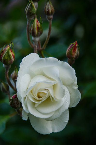 Stille vor dem Sturm von Ellinor Creation