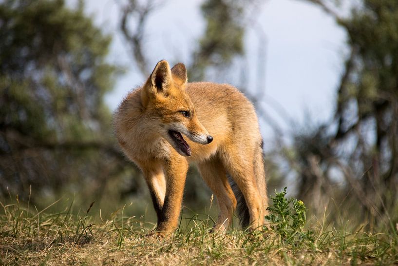 Jong vosje. par Robert Moeliker