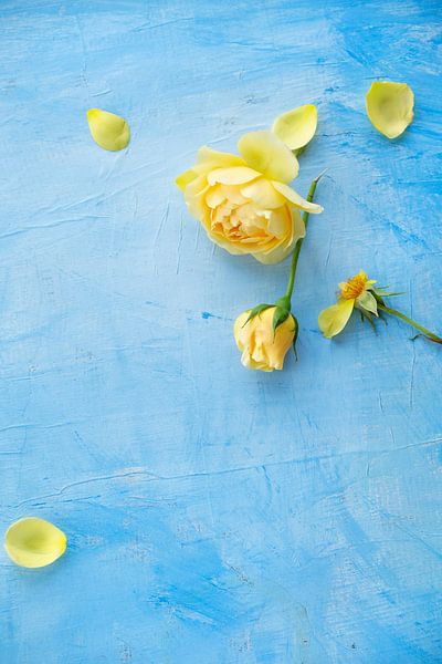 Roses jaunes, rose sur un fond bleu par BeeldigBeeld Food & Lifestyle