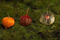 Ephemerality of the lantern