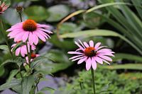 Bumblebee on Sun Hat