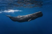 Sperm whale