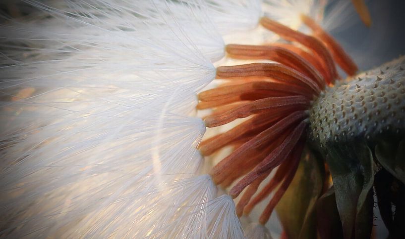 Mein Wunsch  von Sabine Tilburgs