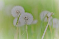 Dandelion with parachutes