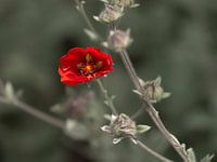 Die Kraft der roten Blume