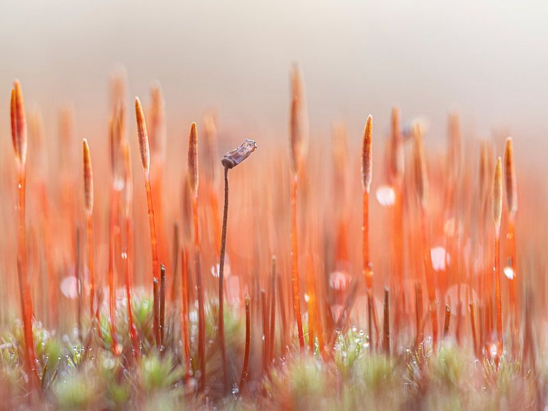 flowering hair moss with dewdrops by carla groenenboom