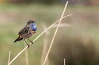 Zingende Blauwborst heeft talent