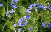 Bloemen in de natuur