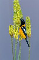 Icterus icterus Curaçao