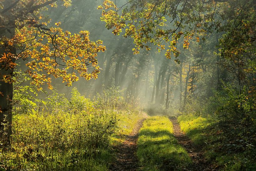 Early morning sun (reduced in price!) by Pascal Raymond Dorland