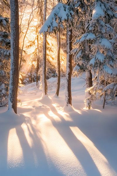 Winterlicher Wald von Poster Art Shop