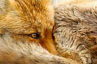 Fox close-up