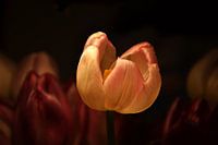 tulp in de spotlight