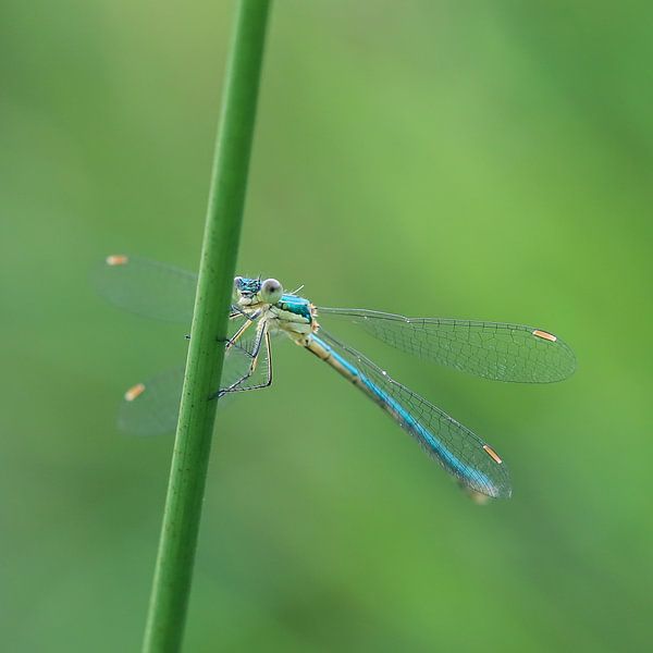 Stachelschwanzlibelle von Karin van Rooijen Fotografie
