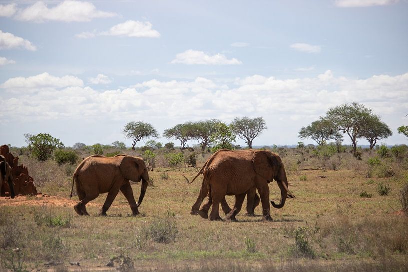 Troupeau d'éléphants dans la savane Kenya, Afrique par Fotos by Jan Wehnert