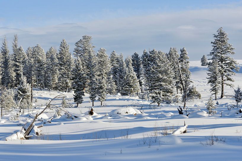 Winter, Schnee, Sonne... Yellowstone Nationalpark *Nordamerika* par wunderbare Erde