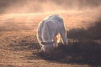 Charolais-Kuh im Nebel