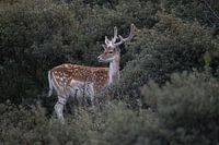 Daims dans les dunes