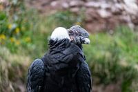 Majestät der Anden: Der Blick eines Kondors