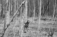 Oostvaardersplassen, Edelhert