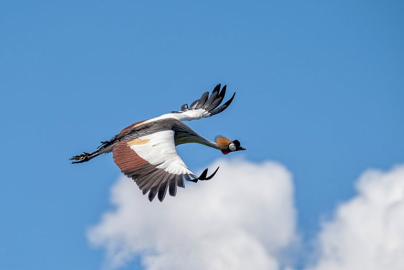 Kronenkranich von Mieke Geurts-Korsten