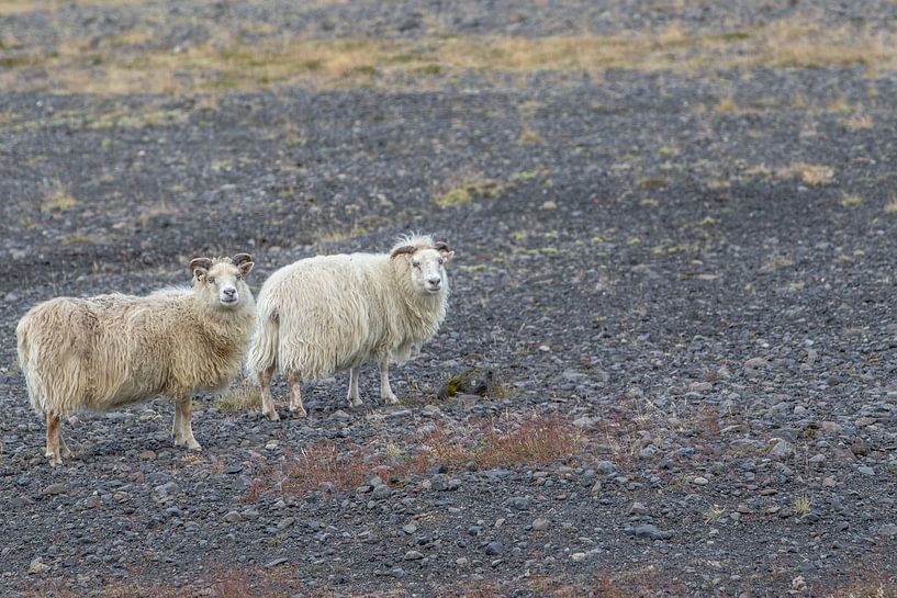 Island von Eric van Nieuwland